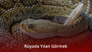 Rüyada Yılan Görmek Rüyada Yılan Görmek